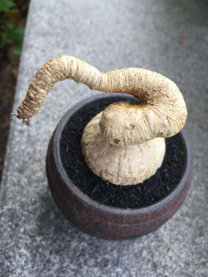澳大利亞多肉植物_澳大利亞多肉_澳大利亞多肉好養嗎