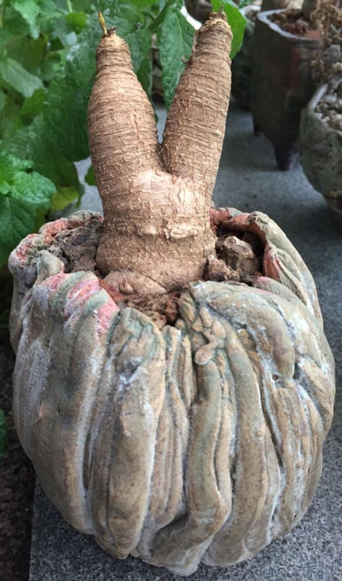 澳大利亞多肉好養嗎_澳大利亞多肉植物_澳大利亞多肉