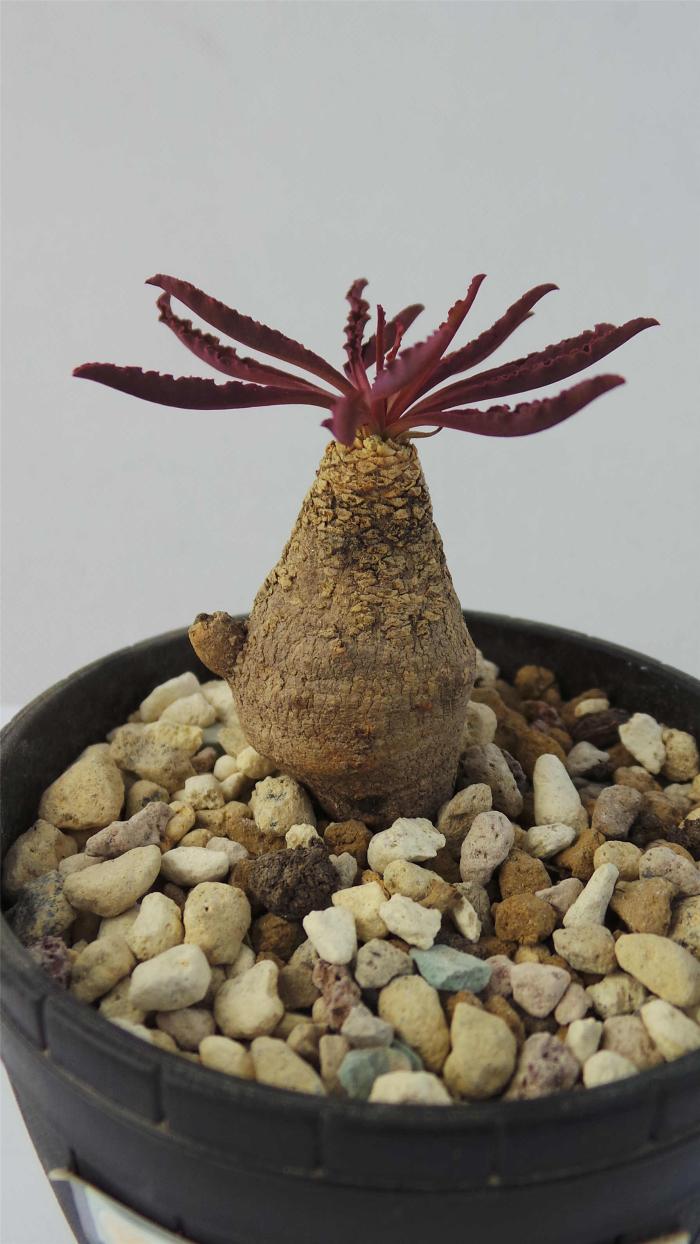 澳大利亞多肉植物_澳大利亞多肉好養嗎_澳大利亞多肉