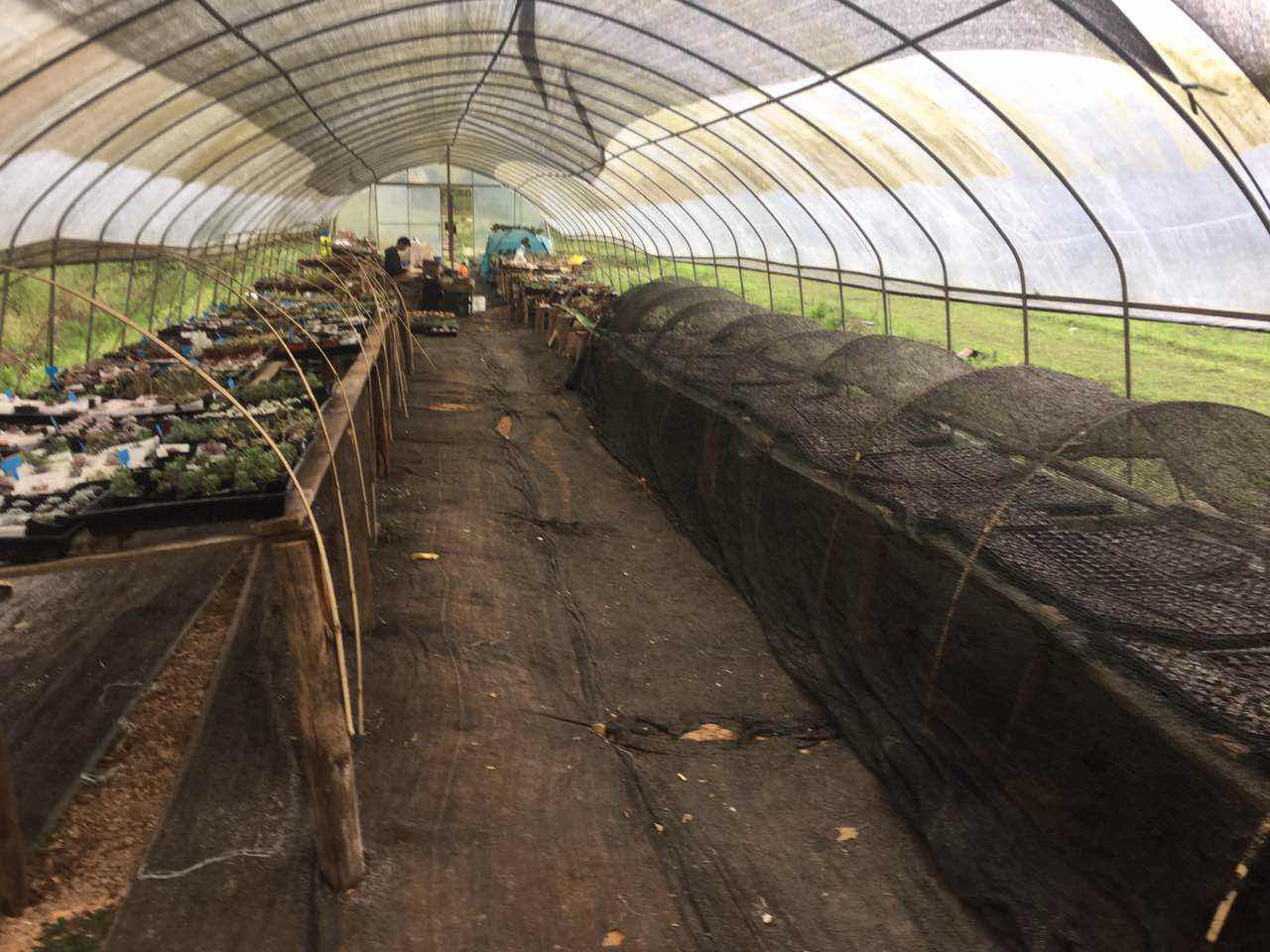 大棚多肉種植技術_大棚多肉植物怎么養殖技術_察縣多肉大棚