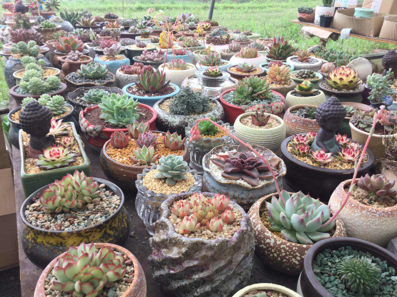 大棚多肉植物怎么養殖技術_察縣多肉大棚_大棚多肉種植技術