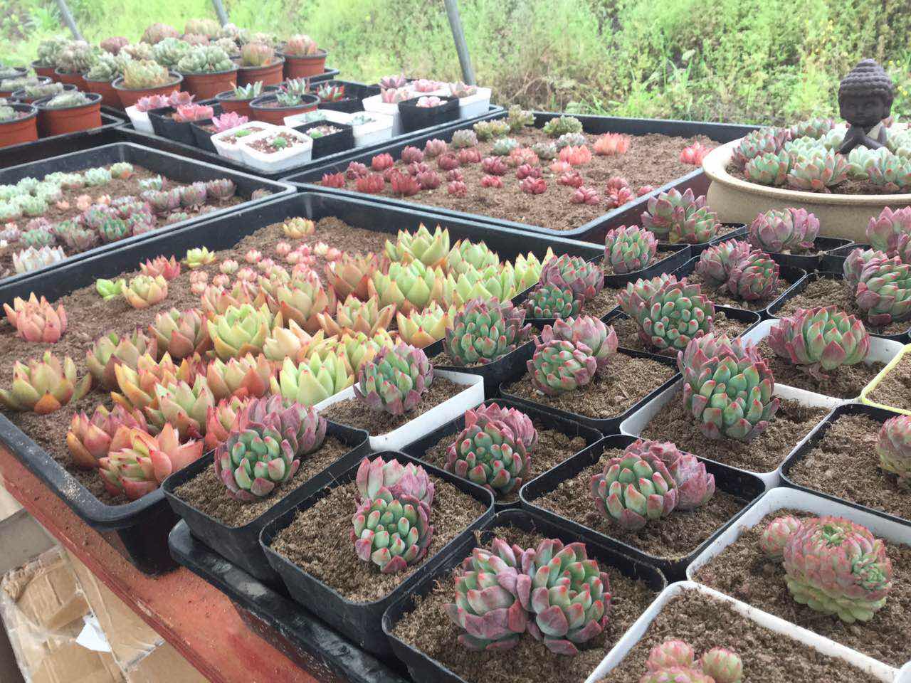 大棚多肉種植技術_大棚多肉植物怎么養殖技術_察縣多肉大棚