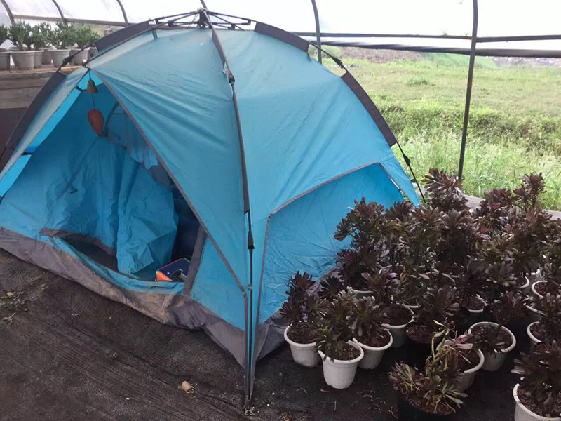 大棚多肉植物怎么養殖技術_察縣多肉大棚_大棚多肉種植技術