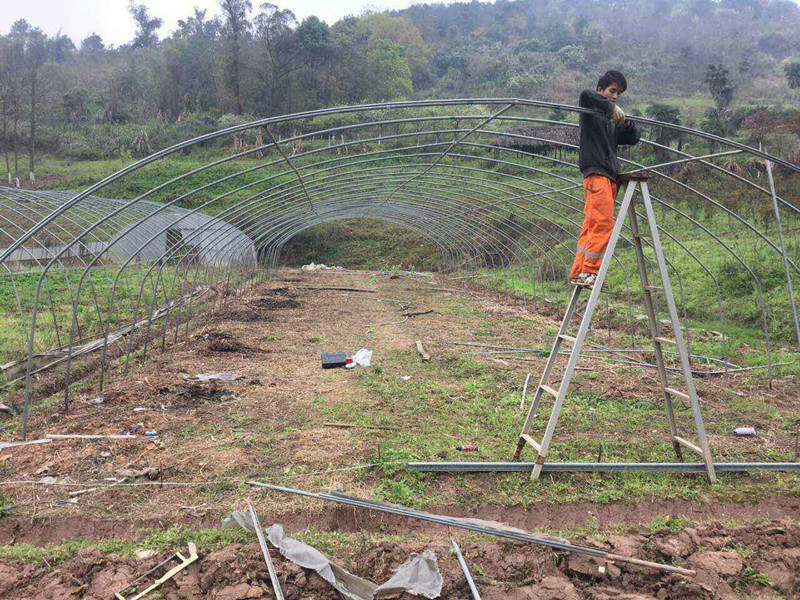 大棚多肉植物怎么養殖技術_察縣多肉大棚_大棚多肉種植技術