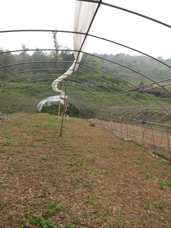 察縣多肉大棚_大棚多肉種植技術_大棚多肉植物怎么養殖技術