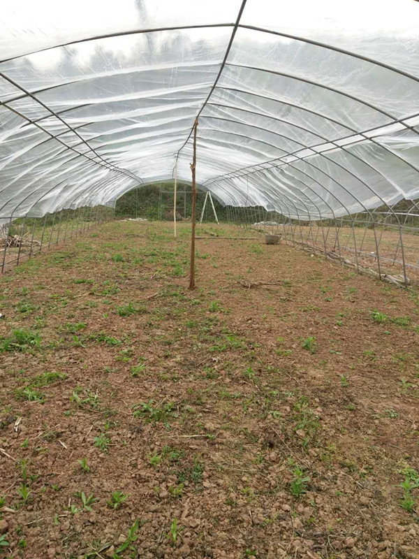 察縣多肉大棚_大棚多肉植物怎么養殖技術_大棚多肉種植技術