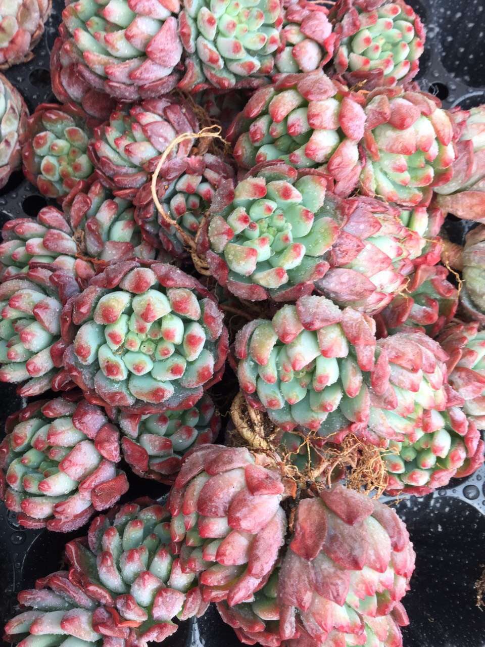 大棚多肉種植技術_察縣多肉大棚_大棚多肉植物怎么養殖技術