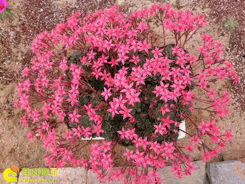 植物多肉是怎么變化的_多肉是什么植物_植物多肉是什么樣子的