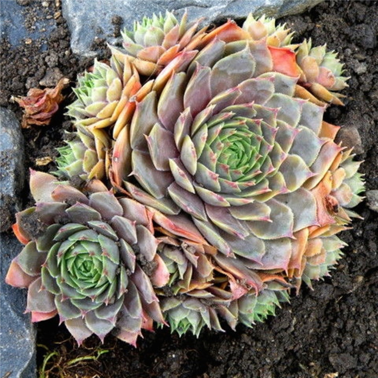 多肉是什么植物_植物多肉是怎么變化的_植物多肉是什么樣子的