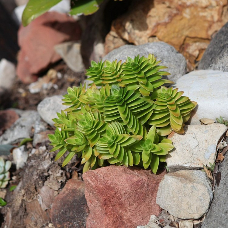 植物多肉是怎么變化的_植物多肉是什么樣子的_多肉是什么植物