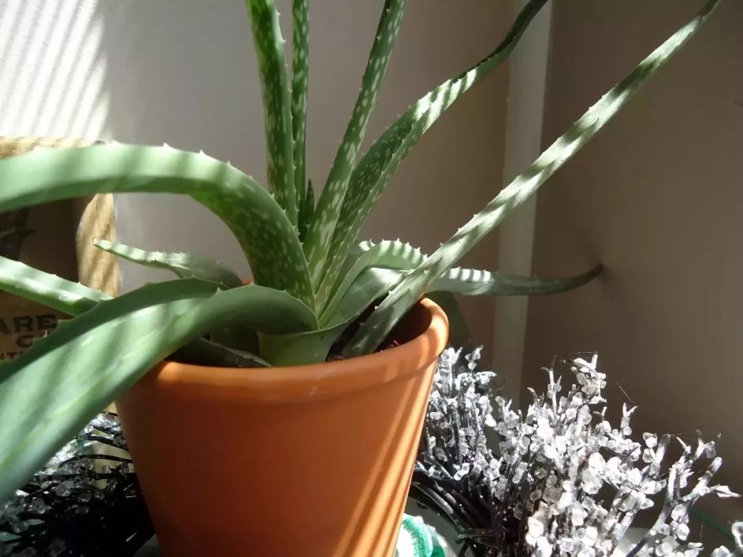 盆栽植物多肉存活率高不高_(dá)盆栽植物多肉圖片_多肉植物盆栽