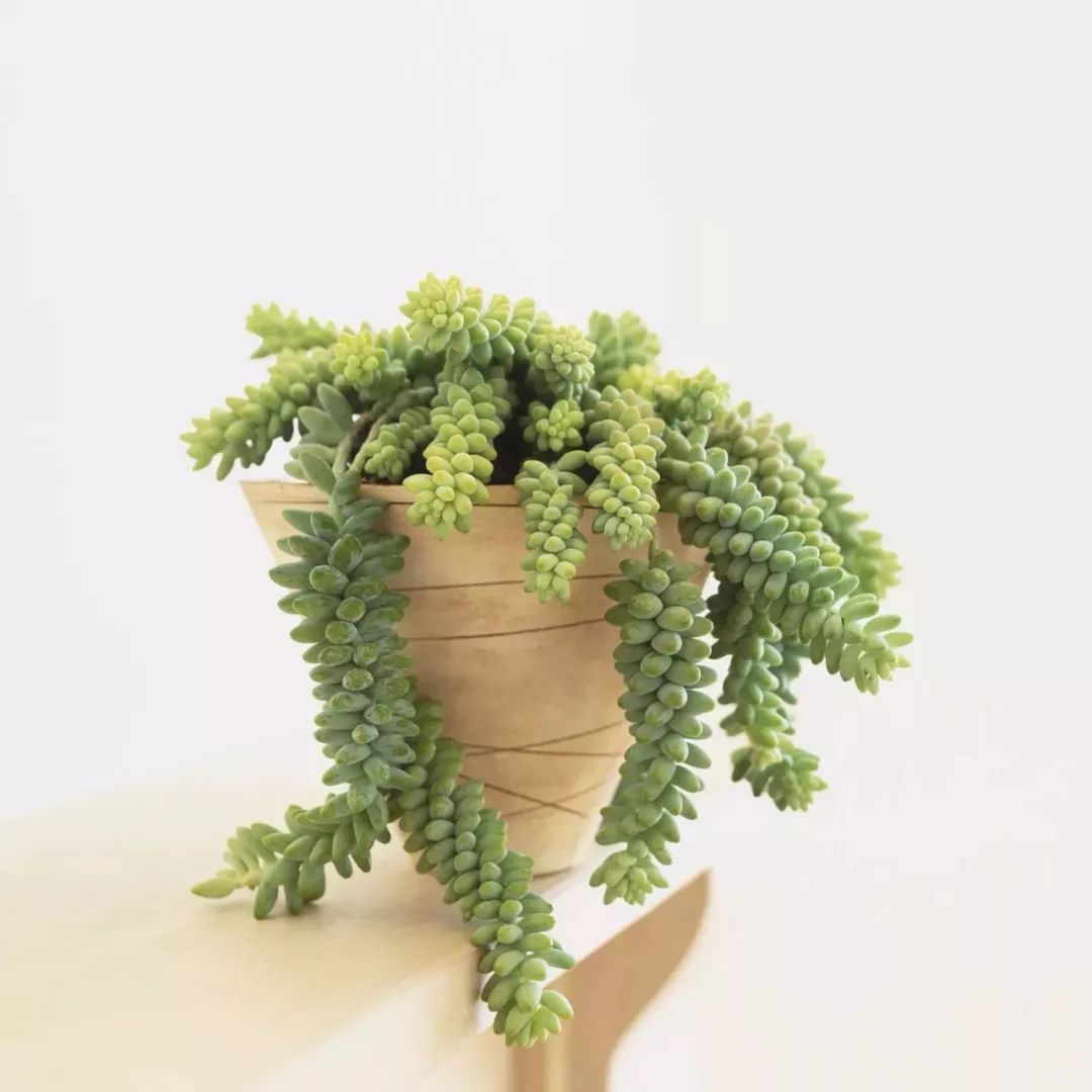 盆栽植物多肉圖片_盆栽植物多肉存活率高不高_(dá)多肉植物盆栽