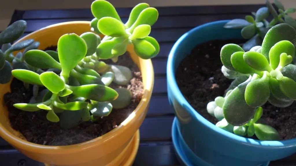 盆栽植物多肉圖片_盆栽植物多肉存活率高不高_(dá)多肉植物盆栽