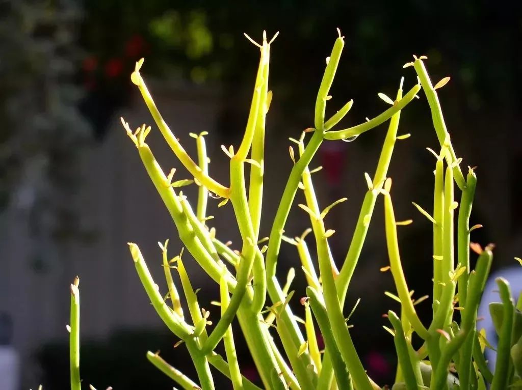 盆栽植物多肉存活率高不高_(dá)盆栽植物多肉圖片_多肉植物盆栽