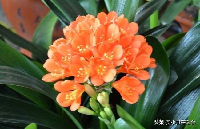 室內養的多肉_室內養多肉植物對身體有害嗎_室內養多肉的好處