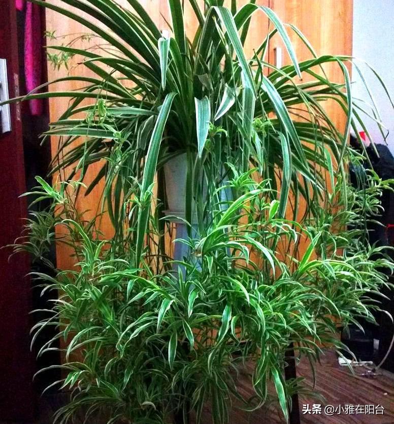 室內養的多肉_室內養多肉植物對身體有害嗎_室內養多肉的好處
