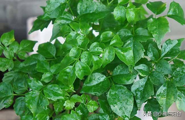 室內養的多肉_室內養多肉植物對身體有害嗎_室內養多肉的好處