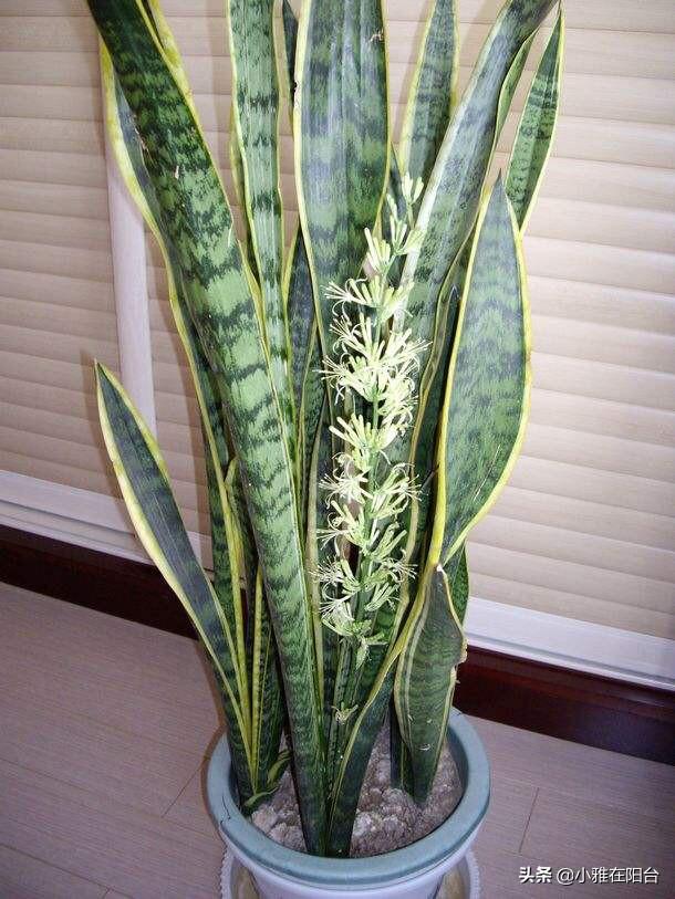 室內養多肉的好處_室內養多肉植物對身體有害嗎_室內養的多肉