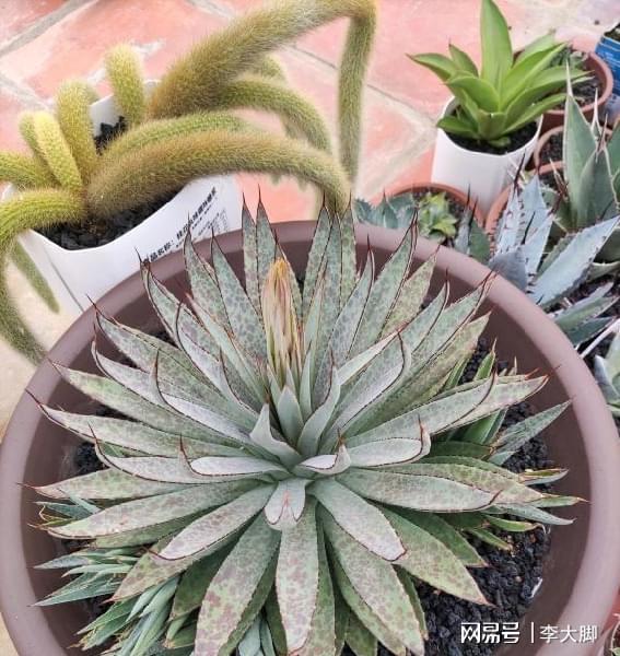 多肉植物樣子介紹_樣子植物多肉怎么養(yǎng)_多肉植物的樣子