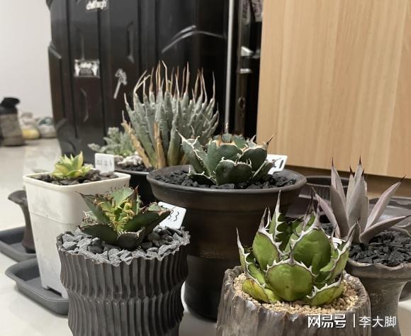 多肉植物樣子介紹_多肉植物的樣子_樣子植物多肉怎么養(yǎng)