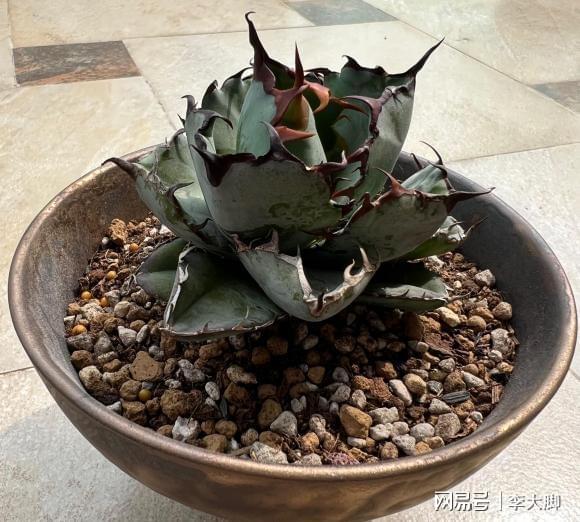 多肉植物的樣子_多肉植物樣子介紹_樣子植物多肉怎么養(yǎng)