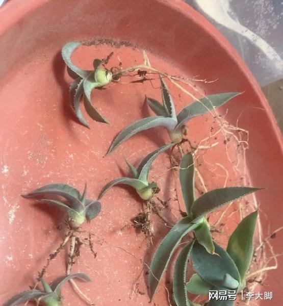 多肉植物的樣子_多肉植物樣子介紹_樣子植物多肉怎么養(yǎng)