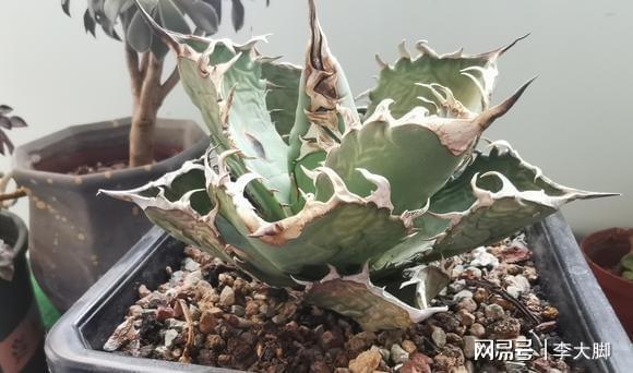 多肉植物的樣子_多肉植物樣子介紹_樣子植物多肉怎么養(yǎng)