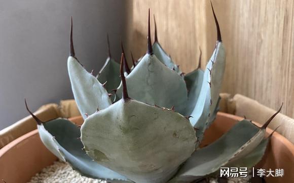 多肉植物樣子介紹_樣子植物多肉怎么養(yǎng)_多肉植物的樣子