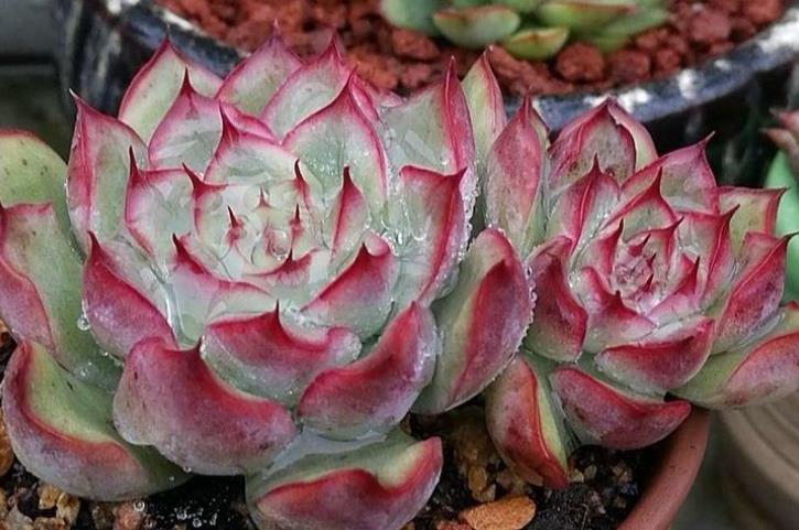 多肉鶴仕長什么樣_多肉植物花之鶴_多肉鶴氏怎么養