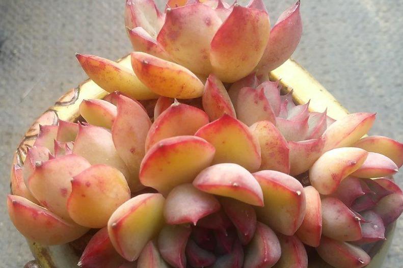 多肉鶴氏怎么養_多肉植物花之鶴_多肉鶴仕長什么樣