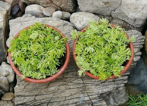 多肉有沒(méi)有花_多肉花沒(méi)根怎么讓它活下來(lái)呢_多肉花沒(méi)有根能栽活嗎視頻