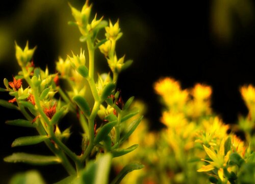 多肉花沒(méi)根怎么讓它活下來(lái)呢_多肉有沒(méi)有花_多肉花沒(méi)有根能栽活嗎視頻