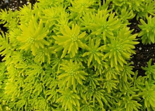 多肉花沒(méi)根怎么讓它活下來(lái)呢_多肉花沒(méi)有根能栽活嗎視頻_多肉有沒(méi)有花