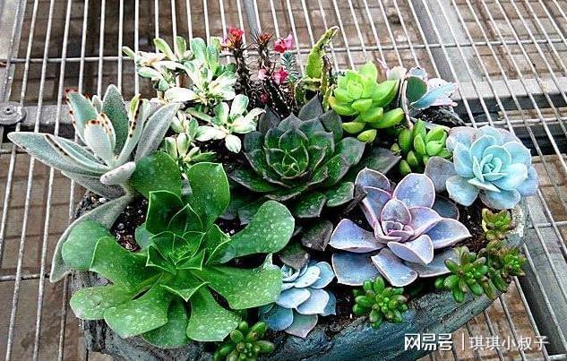 多肉用什么花盆好_花盆多肉好用不_花盆多肉好用么