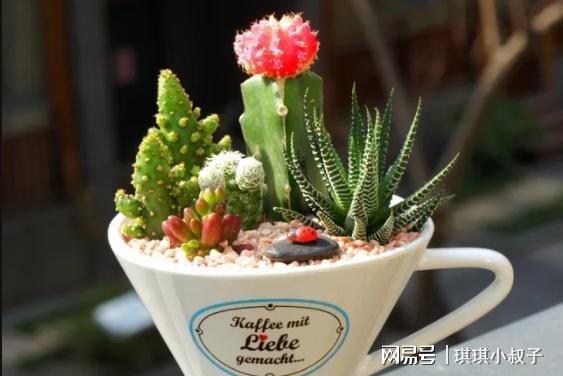 花盆多肉好用么_花盆多肉好用不_多肉用什么花盆好