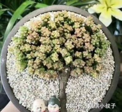 花盆多肉好用不_多肉用什么花盆好_花盆多肉好用么
