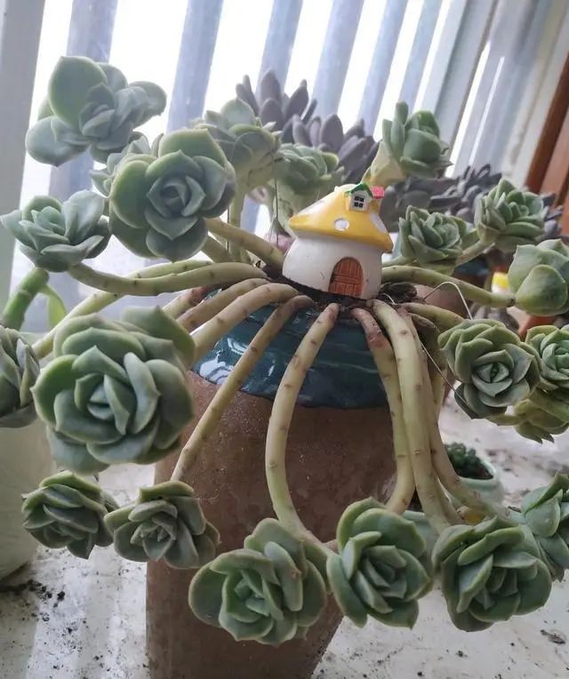 多肉植物可愛玫瑰_好看玫瑰可愛種多肉好嗎_多肉可愛玫瑰怎樣種才好看