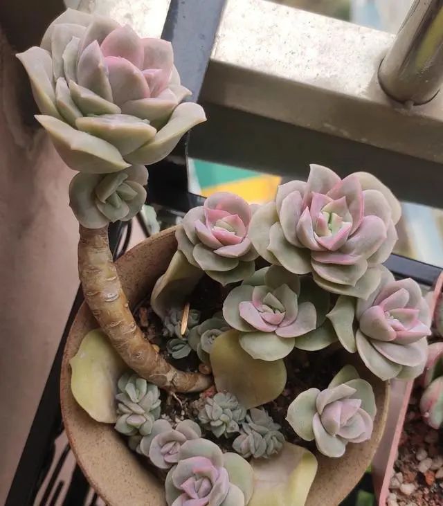 多肉可愛玫瑰怎樣種才好看_好看玫瑰可愛種多肉好嗎_多肉植物可愛玫瑰