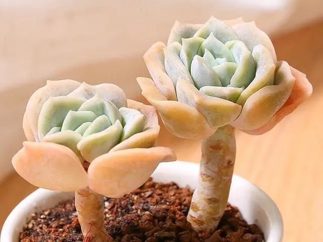 好看玫瑰可愛種多肉好嗎_多肉可愛玫瑰怎樣種才好看_多肉植物可愛玫瑰