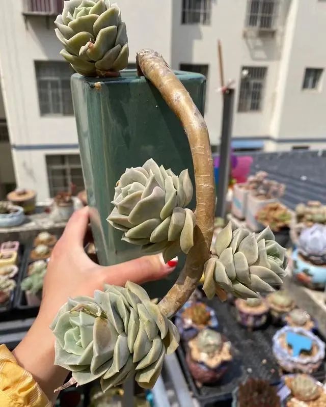 多肉可愛玫瑰怎樣種才好看_多肉植物可愛玫瑰_好看玫瑰可愛種多肉好嗎
