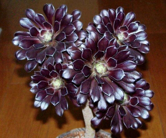 多肉開什么顏色的花_多肉開花的顏色_各種多肉開花是什么樣子