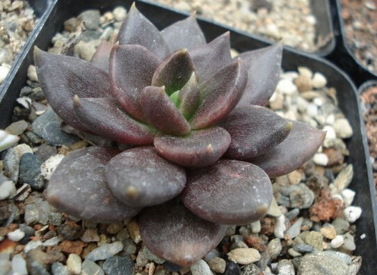各種多肉開花是什么樣子_多肉開花的顏色_多肉開什么顏色的花