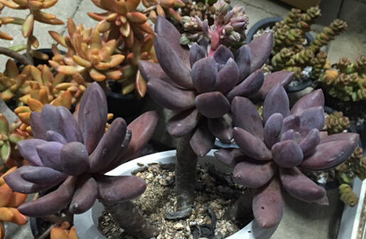 各種多肉開花是什么樣子_多肉開花的顏色_多肉開什么顏色的花