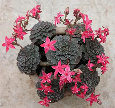 多肉開什么顏色的花_各種多肉開花是什么樣子_多肉開花的顏色