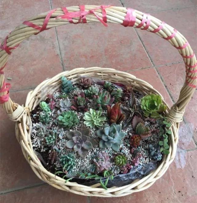 多肉花是什么樣的_多肉花啥樣_什么叫多肉花