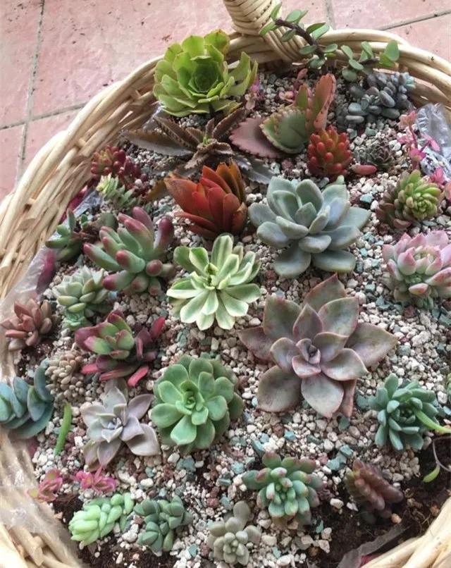 多肉花啥樣_多肉花是什么樣的_什么叫多肉花