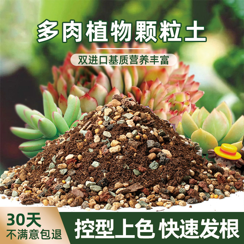 盆栽植物多肉怎么養_多肉盆栽植物_盆栽植物多肉圖片