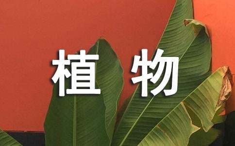 多肉小盆栽植物圖片_多肉小盆栽的種植方法_小盆栽多肉植物