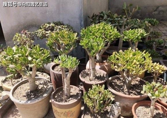 和樹一樣的多肉植物_多肉樹長什么樣_多肉植物樹形