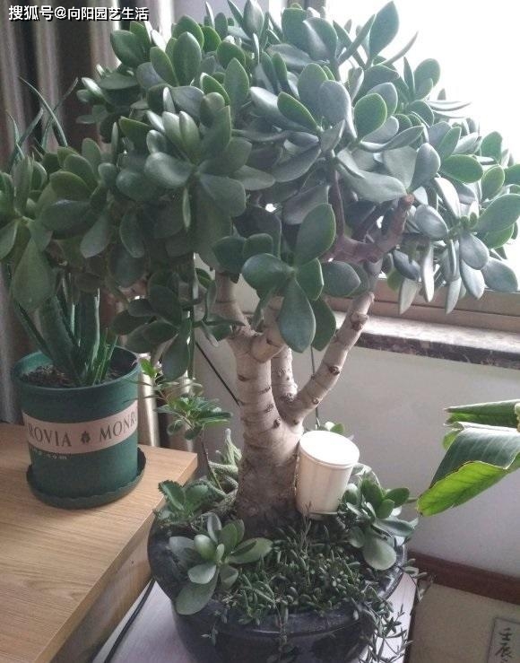 和樹一樣的多肉植物_多肉樹長什么樣_多肉植物樹形
